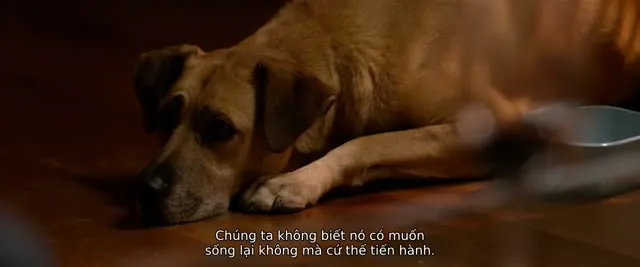 Xem phim Hiệu Ứng Hồi Sinh Vietsub HD tại TVHay Xem phim Hiệu Ứng Hồi Sinh Vietsub HD tại TVHay