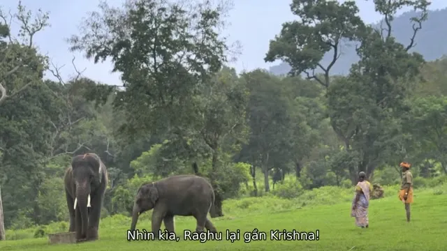 Xem phim Người chăm voi Vietsub HD tại TVHay Xem phim Người chăm voi Vietsub HD tại TVHay