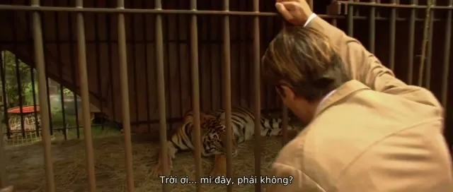 Hai Anh Em Hổ 2004 Vietsub HD - TVHay Hai Anh Em Hổ 2004 Vietsub HD - TVHay