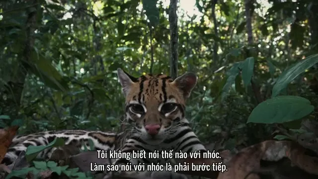 Mèo Hoang 2022 Vietsub HD - TVHay Mèo Hoang 2022 Vietsub HD - TVHay