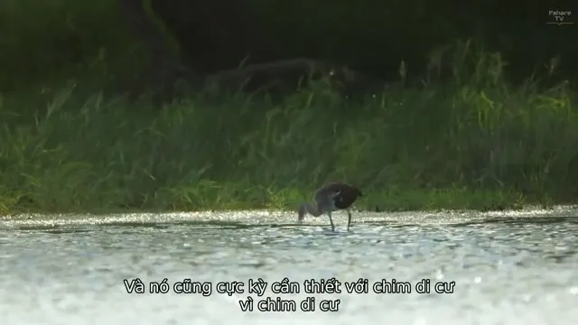 Xem phim Những người yêu chim Vietsub HD tại TVHay Xem phim Những người yêu chim Vietsub HD tại TVHay