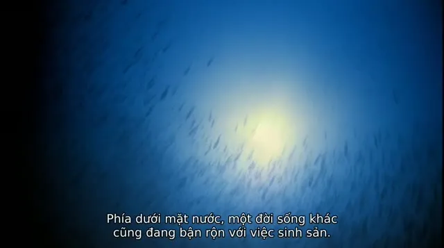 Hình ảnh trong phim Ốc Đảo Của Đại Dương trên TVHay Hình ảnh trong phim Ốc Đảo Của Đại Dương trên TVHay