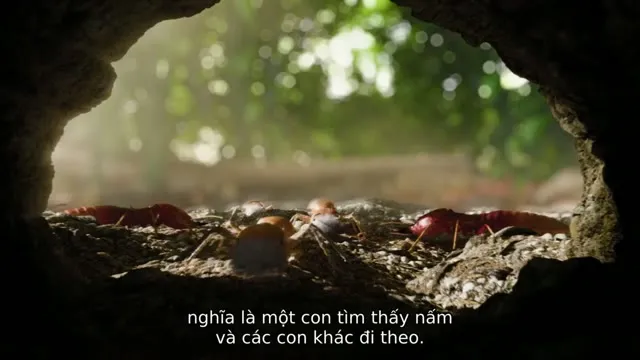 Hình ảnh trong phim Sự Kỳ Diệu Của Nấm trên TVHay Hình ảnh trong phim Sự Kỳ Diệu Của Nấm trên TVHay