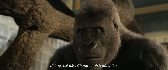 Hình ảnh trong phim Khỉ Đột Ivan trên TVHay Hình ảnh trong phim Khỉ Đột Ivan trên TVHay