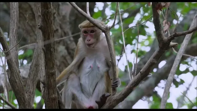 Xem phim Vương Quốc Loài Khỉ Vietsub HD tại TVHay Xem phim Vương Quốc Loài Khỉ Vietsub HD tại TVHay