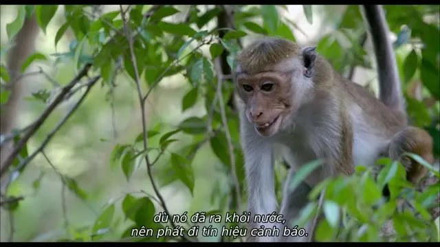 Hình ảnh trong phim Vương Quốc Loài Khỉ trên TVHay Hình ảnh trong phim Vương Quốc Loài Khỉ trên TVHay