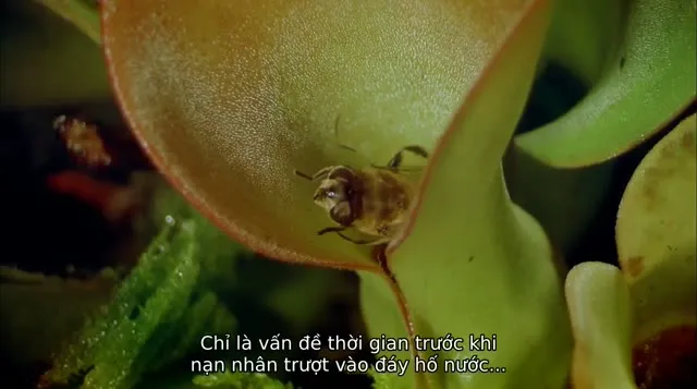Thế Giới Đã Mất 2001 Vietsub HD - TVHay Thế Giới Đã Mất 2001 Vietsub HD - TVHay