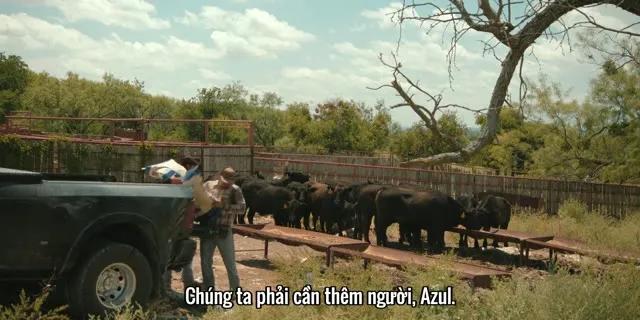 Trang Trại Dutton 2026 Vietsub HD - TVHay Trang Trại Dutton 2026 Vietsub HD - TVHay