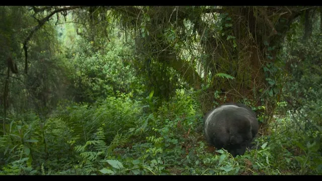 Câu Chuyện Khỉ Đột: Qua Lời Kể Của David Attenborough 2026 Vietsub HD - TVHay Câu Chuyện Khỉ Đột: Qua Lời Kể Của David Attenborough 2026 Vietsub HD - TVHay
