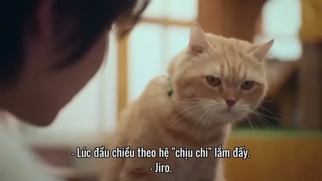 Xem phim Đổi Tình Lấy Mèo Vietsub HD tại TVHay Xem phim Đổi Tình Lấy Mèo Vietsub HD tại TVHay