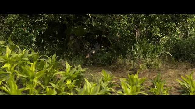 Mowgli: Cậu Bé Rừng Xanh (Huyền Thoại Rừng Xanh) 2018 Vietsub HD - TVHay Mowgli: Cậu Bé Rừng Xanh (Huyền Thoại Rừng Xanh) 2018 Vietsub HD - TVHay