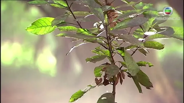 Diệu Vũ Trường An 2012 Vietsub HD - TVHay Diệu Vũ Trường An 2012 Vietsub HD - TVHay