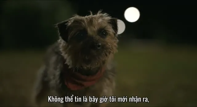 Đời Quá Chó (Những Chú Chó Bụi Đời) 2023 Vietsub HD - TVHay Đời Quá Chó (Những Chú Chó Bụi Đời) 2023 Vietsub HD - TVHay
