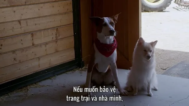 Hình ảnh trong phim Ngôi Sao Bốn Chân trên TVHay Hình ảnh trong phim Ngôi Sao Bốn Chân trên TVHay