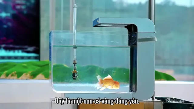 Xem phim Mỹ Nhân Ngư Vietsub + Thuyết Minh HD tại TVHay Xem phim Mỹ Nhân Ngư Vietsub + Thuyết Minh HD tại TVHay