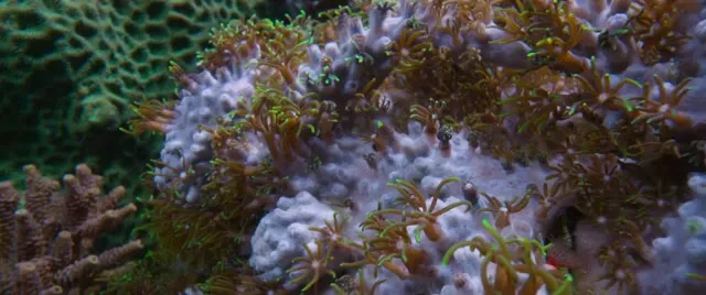 Xem phim Đại dương cùng David Attenborough Vietsub HD tại TVHay Xem phim Đại dương cùng David Attenborough Vietsub HD tại TVHay